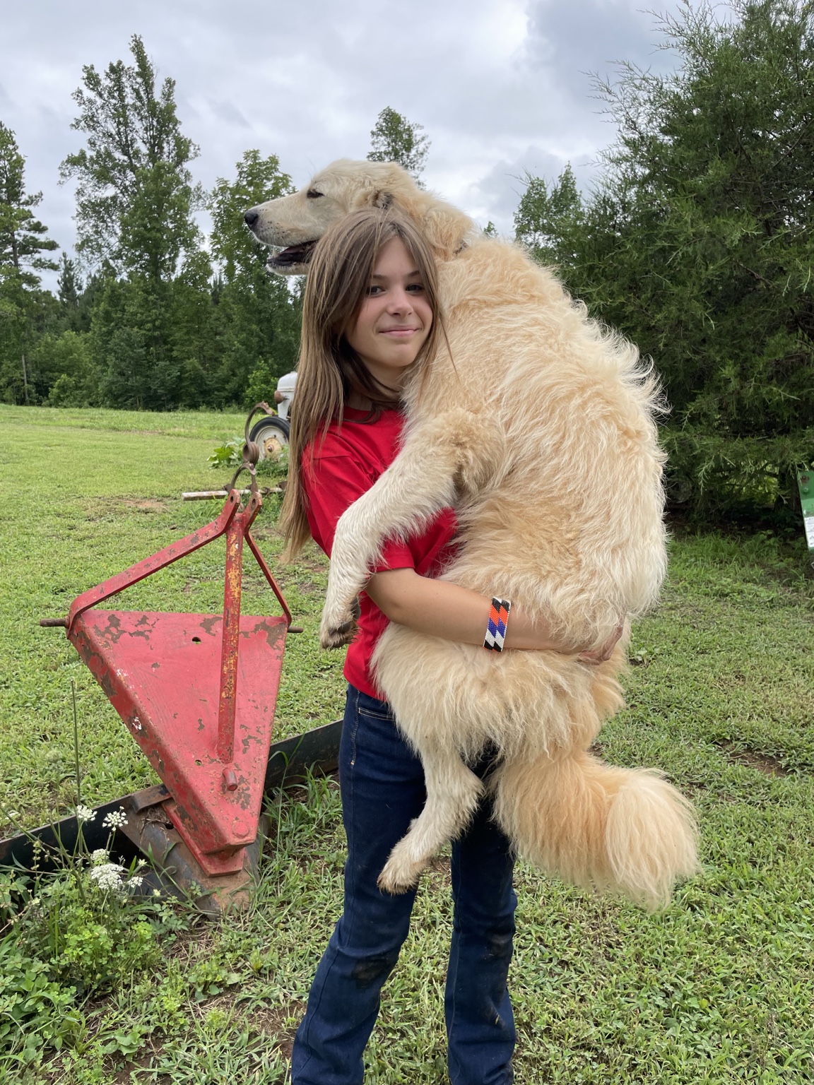 A young neighbor who sometimes helps at Lenkai Farms holding one of the cream livestock guardian dogs