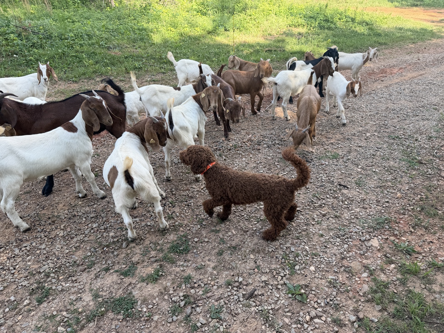 Ziggy the goldendoodle standing among the Lenkai Farms goat herd